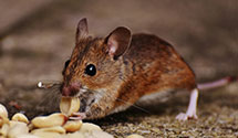 24 Hour & Emergency Exterminators in Albany, OR